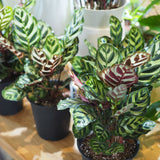 カラテア マコヤナ 5号