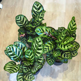 カラテア マコヤナ 5号