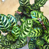 カラテア マコヤナ 5号