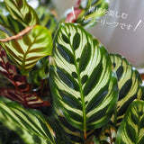 カラテア マコヤナ 5号