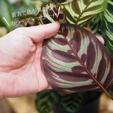 カラテア マコヤナ 5号