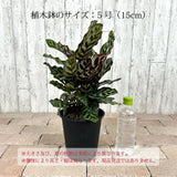 カラテア マコヤナ 5号