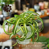 オリズルラン ボニー 4号