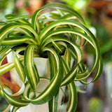 オリズルラン ボニー 4号