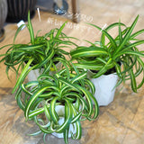 オリズルラン ボニー 4号