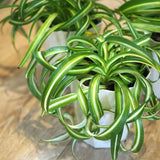 オリズルラン ボニー 4号