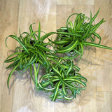 オリズルラン ボニー 4号