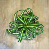 オリズルラン ボニー 4号