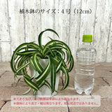 オリズルラン ボニー 4号