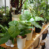 フィカス ウンベラータ 5号 朴仕立て