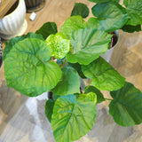 フィカス ウンベラータ 5号 朴仕立て