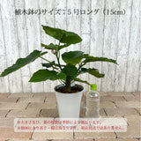 フィカス ウンベラータ 5号 朴仕立て