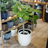 フィカス ウンベラータ 7号 朴仕立て