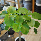 フィカス ウンベラータ 7号 朴仕立て