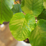 フィカス ウンベラータ 7号 朴仕立て