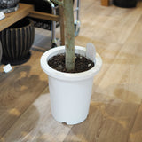 フィカス ウンベラータ 7号 朴仕立て