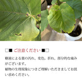 フィカス ウンベラータ 7号 朴仕立て