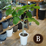 フィカス ウンベラータ 7号 朴仕立て