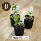 亀甲竜 ディオスコレア・エレファンティペス 2号