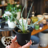 ユッカ ロストラータ 3.5号