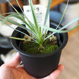 ユッカ ロストラータ 3.5号