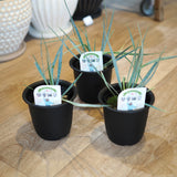 ユッカ ロストラータ 3.5号