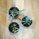 ユッカ ロストラータ 3.5号