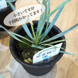 ユッカ ロストラータ 3.5号