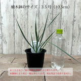 ユッカ ロストラータ 3.5号