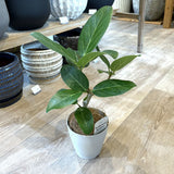 フィカス 各種 4号(12cm)
