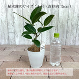 フィカス 各種 4号(12cm)