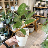フィカス 各種 4号(12cm)