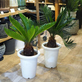 蘇鉄