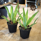 アガベ ベネズエラ 5号