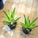 アガベ ベネズエラ 5号