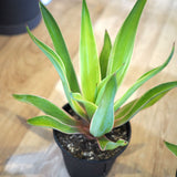 アガベ ベネズエラ 5号