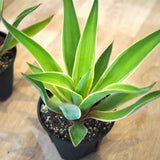 アガベ ベネズエラ 5号