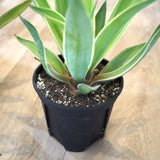 アガベ ベネズエラ 5号