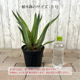 アガベ ベネズエラ 5号