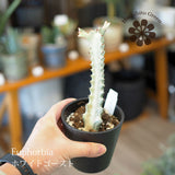 ユーフォルビア ホワイトゴースト 3号