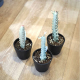 ユーフォルビア ホワイトゴースト 3号