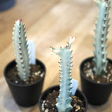 ユーフォルビア ホワイトゴースト 3号