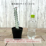 ユーフォルビア ホワイトゴースト 3号