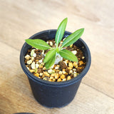 パキポディウム エニグマチカム 2号