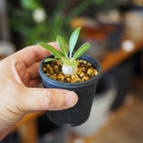 パキポディウム エニグマチカム 2号