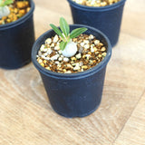 パキポディウム エニグマチカム 2号