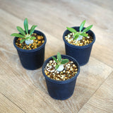 パキポディウム エニグマチカム 2号