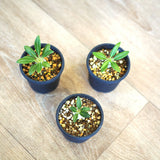 パキポディウム エニグマチカム 2号