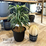 ユッカ・デスメティアーナ