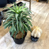 ユッカ・デスメティアーナ